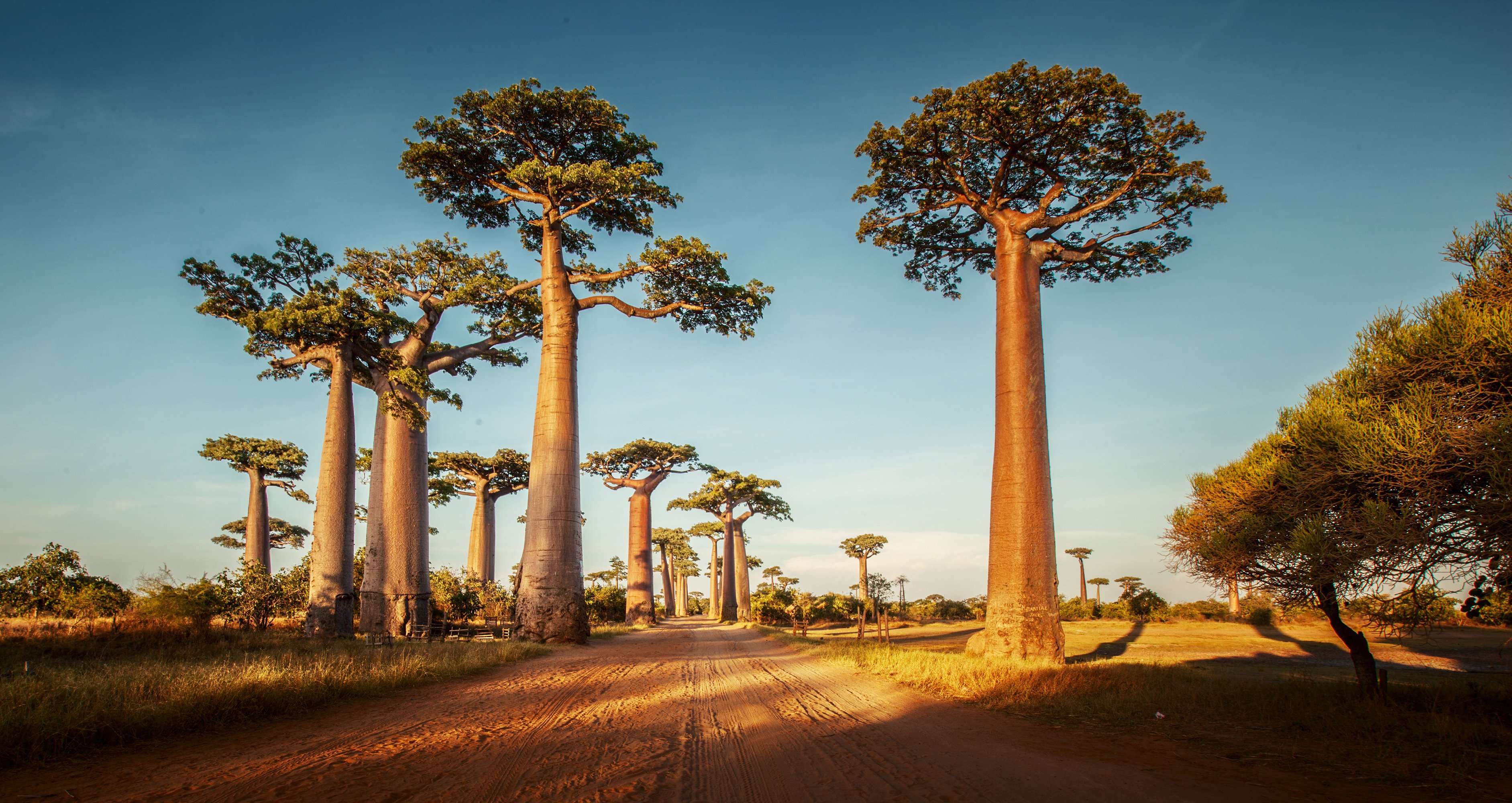 travel vaccinations for madagascar