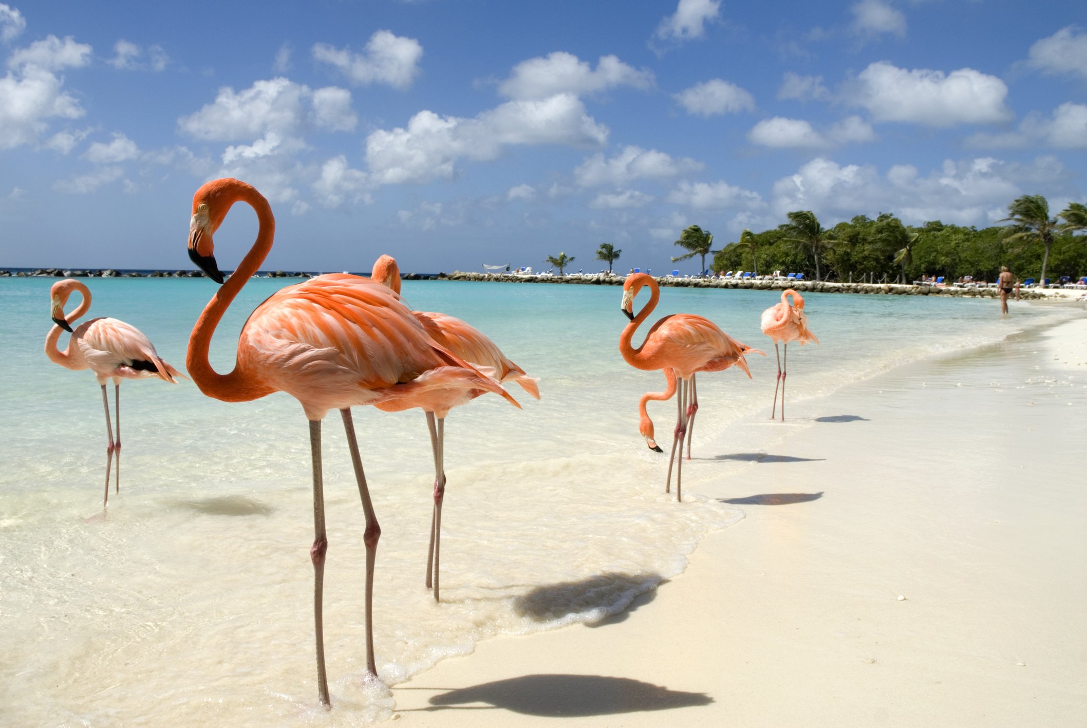 vaccinations for travel to aruba