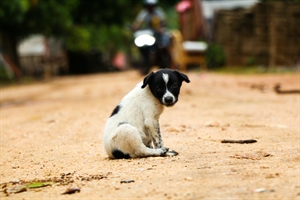 An unwell black and white dog on a dusty road