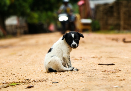 An unwell black and white dog on a dusty road