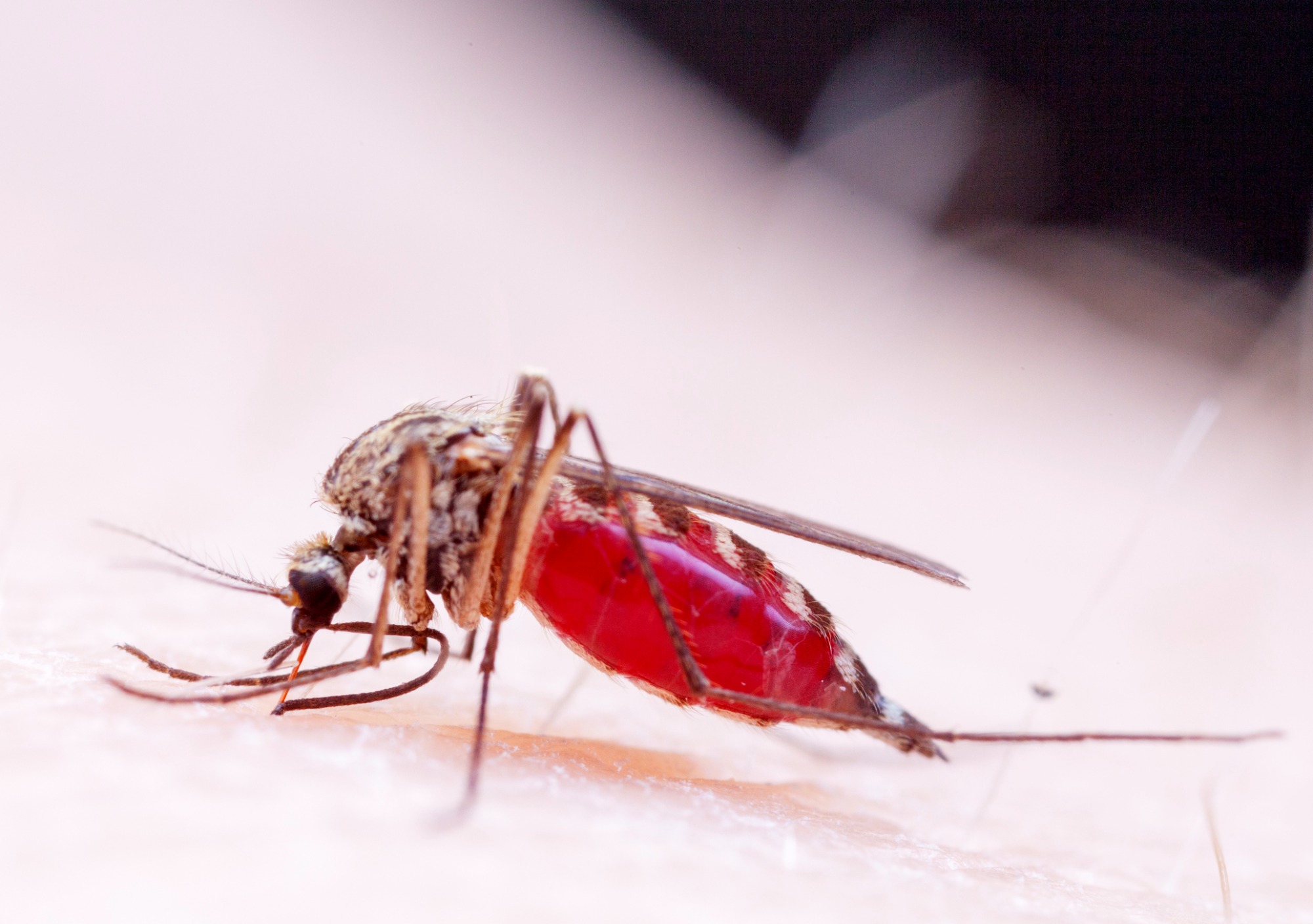 Любимая группа крови комаров